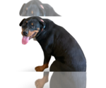 Small #1 Rottweiler