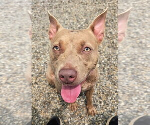 Mutt Dogs for adoption in Rockaway, NJ, USA