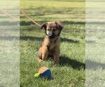 Small #3 Mutt