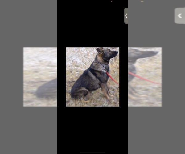 Medium Photo #1 German Shepherd Dog Puppy For Sale in KILLEEN, TX, USA