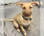 Small Black Mouth Cur