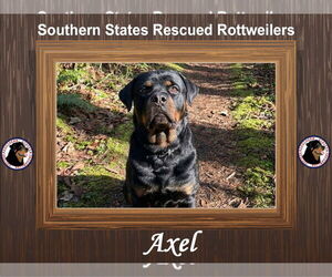 Axel - Male Rottweiler Dog for Adoption - Photo #3
