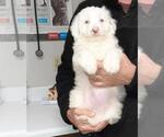 Small Photo #5 Aussie-Poo-Aussiedoodle Mix Puppy For Sale in LINCOLN, AL, USA