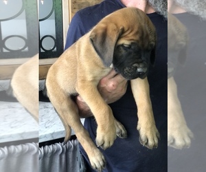 Mastiff Puppy for Sale in BRANTLEY, Alabama USA