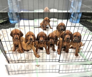 Redbone Coonhound Puppy for sale in NEVADA CITY, CA, USA