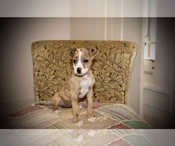 Medium Photo #2 Mutt Puppy For Sale in Rockaway, NJ, USA