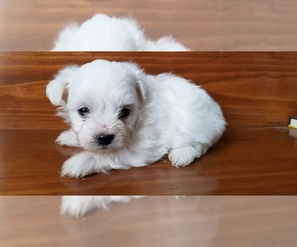Medium Photo #3 Zuchon Puppy For Sale in SHAWNEE, KS, USA