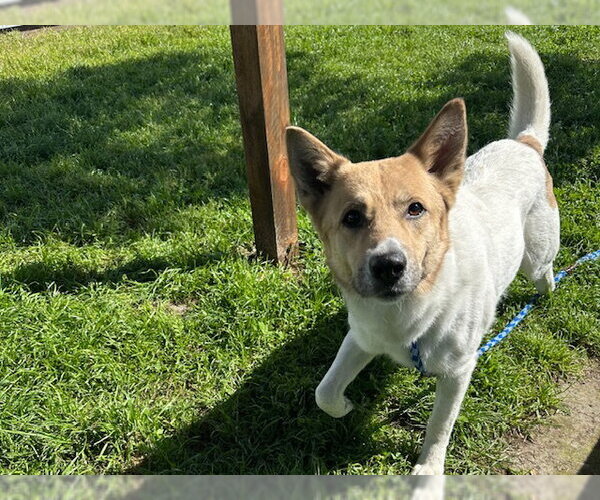 Medium Photo #1 Australian Shepherd-Unknown Mix Puppy For Sale in Santa Cruz, CA, USA