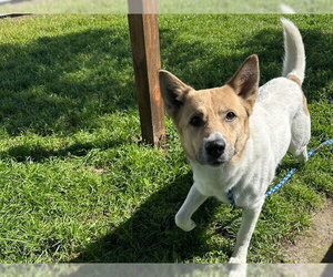 Australian Shepherd-Unknown Mix Dogs for adoption in Santa Cruz, CA, USA