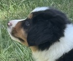 Small #8 Miniature American Shepherd