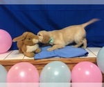 Small Photo #12 Golden Retriever Puppy For Sale in WEBSTER CITY, IA, USA