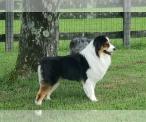 Australian Shepherd Puppy for Sale in PROVIDENCE FORGE, Virginia USA