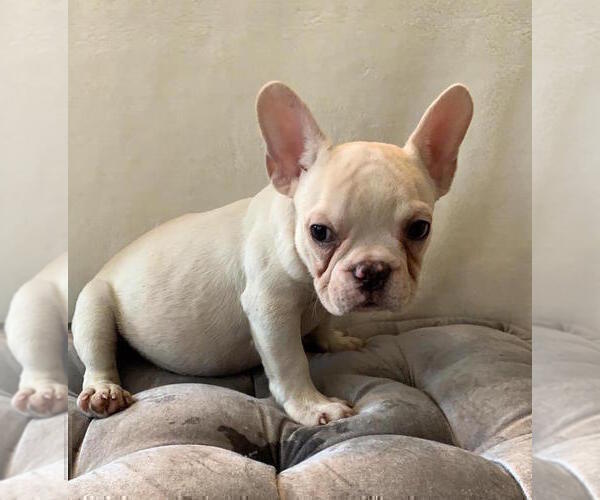 Medium Photo #7 French Bulldog Puppy For Sale in CHARLESTON, SC, USA