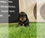 Small Photo #3 Miniature Bernedoodle Puppy For Sale in CORALVILLE, IA, USA