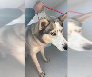 Siberian Husky Dogs for adoption in Houston, TX, USA