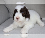 Puppy Leia Sheepadoodle