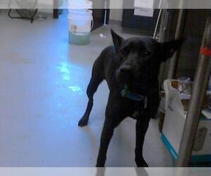 Shepradors Dogs for adoption in Fayetteville, NC, USA