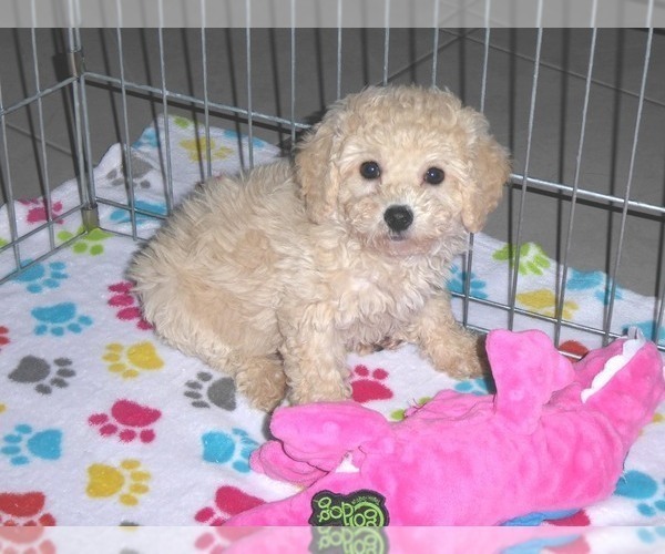 Medium Photo #1 Poodle (Miniature) Puppy For Sale in ORO VALLEY, AZ, USA
