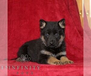 German Shepherd Dog Puppy for sale in QUARRYVILLE, PA, USA