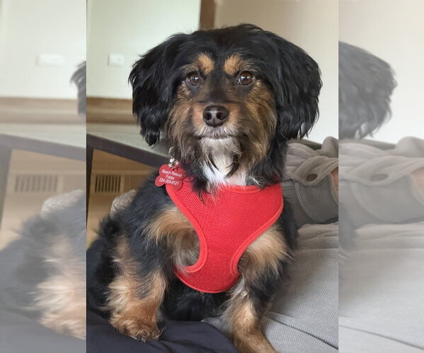 Medium Photo #1 Colonial Cocker Spaniel-Dachshund Mix Puppy For Sale in Mundelein, IL, USA