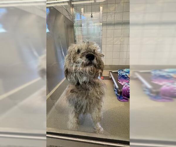 Medium Photo #1 Miniature Schnauzer-Unknown Mix Puppy For Sale in San Martin, CA, USA