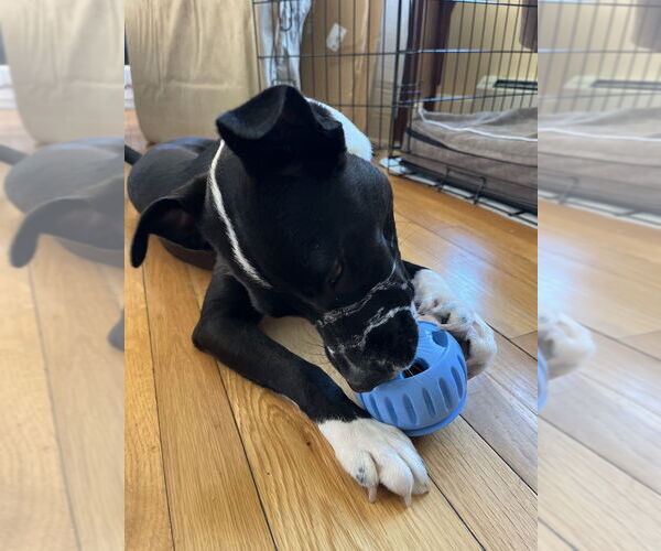 Medium Photo #9 American Pit Bull Terrier-Border Collie Mix Puppy For Sale in Oak Bluffs, MA, USA