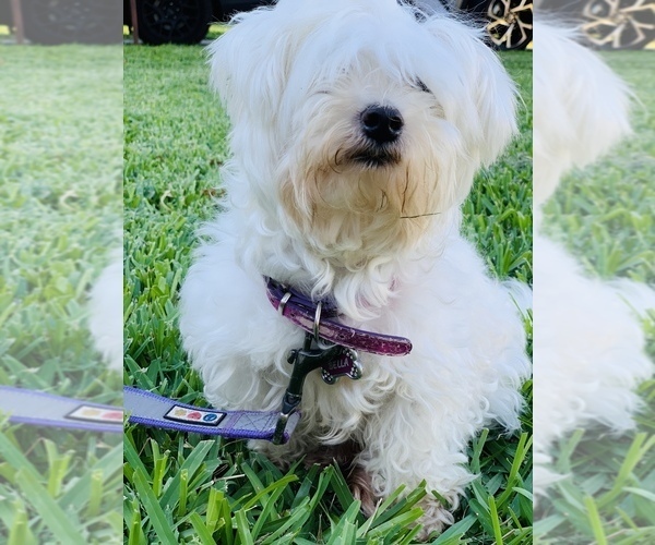 Medium Photo #5 Maltese Puppy For Sale in ORLANDO, FL, USA