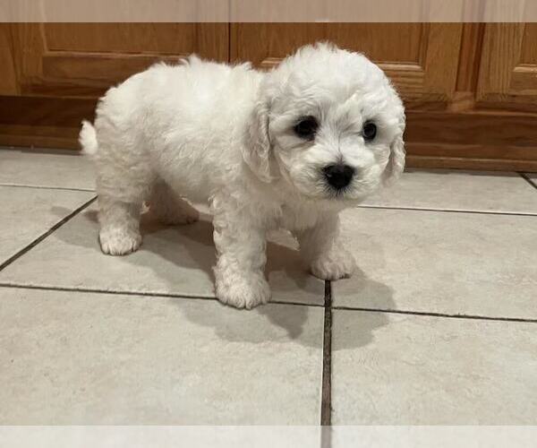 Medium Photo #4 Bichon Frise Puppy For Sale in SAN JOSE, CA, USA