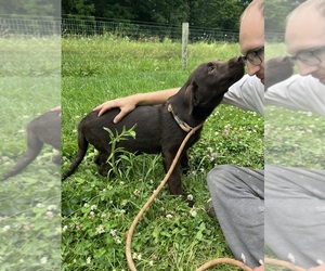 Labrador Retriever Puppy for sale in NEOLA, WV, USA