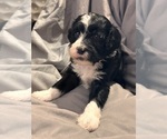 Small Photo #3 Miniature Bernedoodle Puppy For Sale in LONGMONT, CO, USA