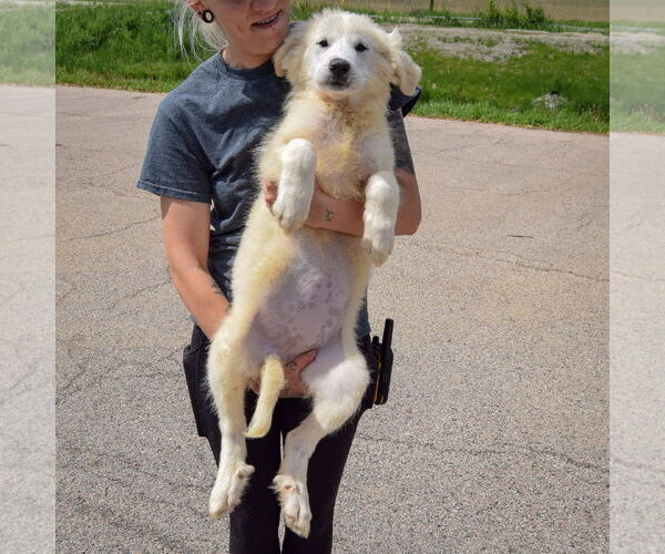 Medium Photo #3 Great Pyrenees Puppy For Sale in Huntley, IL, USA