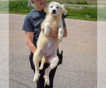 Small #2 Great Pyrenees
