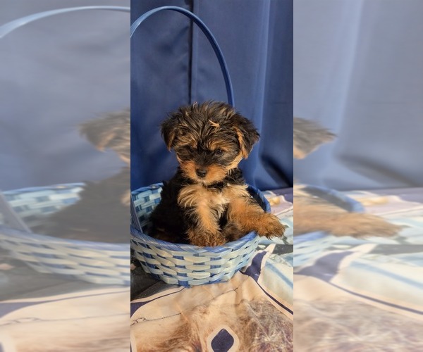 Medium Photo #14 Yorkshire Terrier Puppy For Sale in HUNTSVILLE, AL, USA