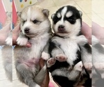 Small Photo #4 Pomsky Puppy For Sale in WINDERMERE, FL, USA
