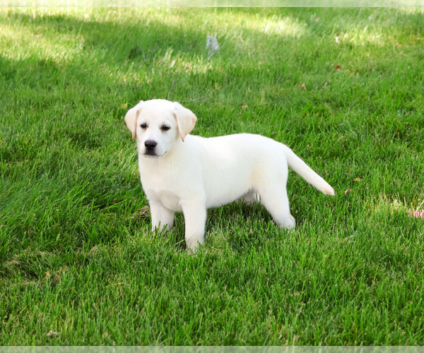 Medium Photo #2 Labrador Retriever Puppy For Sale in SYRACUSE, IN, USA