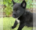Small #1 Labrador Retriever Mix