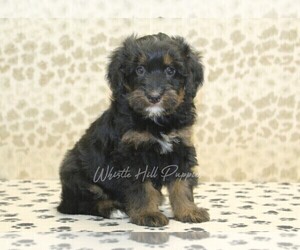 Miniature Bernedoodle Puppy for sale in DENVER, PA, USA