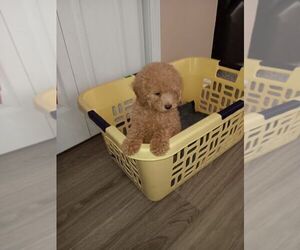 Poodle (Toy) Puppy for sale in PINEHURST, NC, USA