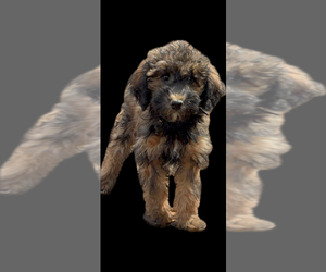 Poodle (Miniature)-Poodle (Standard) Mix Puppy for sale in LONGMONT, CO, USA