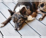 Small #3 Australian Shepherd