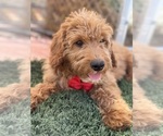 Small #4 Goldendoodle-Poodle (Toy) Mix