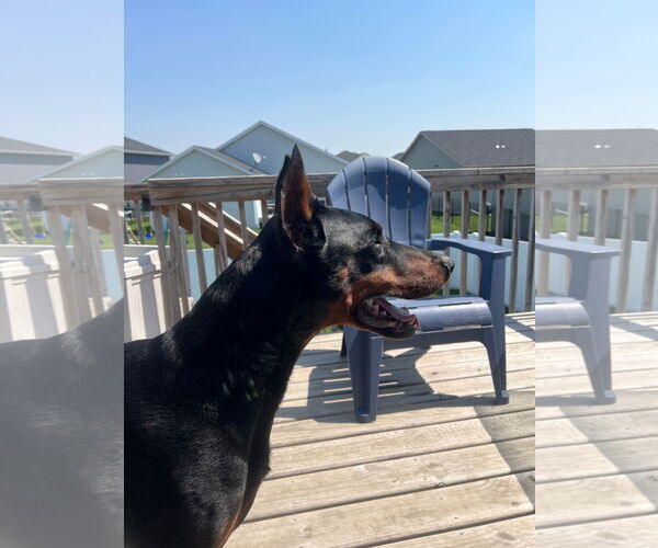 Medium Photo #11 Doberman Pinscher Puppy For Sale in Buffalo, MN, USA