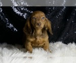 Small #4 Dachshund