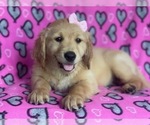 Small #2 Golden Retriever