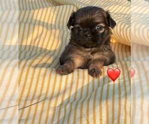 Shih Tzu Puppy for sale in EL CAMPO, TX, USA