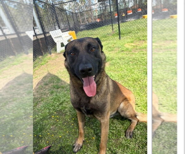 Medium Photo #1 Mutt Puppy For Sale in Imlay City, MI, USA