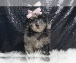 Small Photo #3 Poodle (Toy) Puppy For Sale in WARSAW, IN, USA