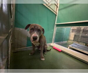 Mastiff Dogs for adoption in West Palm Beach, FL, USA