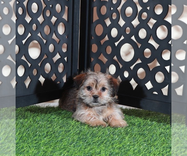 Medium Photo #1 Shorkie Tzu Puppy For Sale in MOUNT VERNON, OH, USA