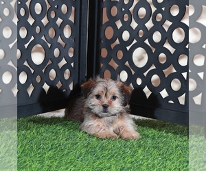 Shorkie Tzu Puppy for Sale in MOUNT VERNON, Ohio USA